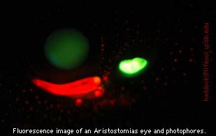 BL Web: Malacosteid Fish and Red Luminescence