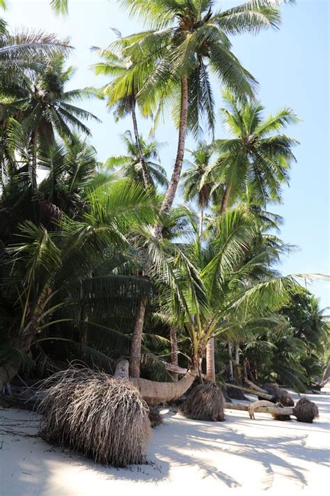 Tropical Beaches in Chiriqui Panama, Palm Tree, White Sandy Beaches and ...