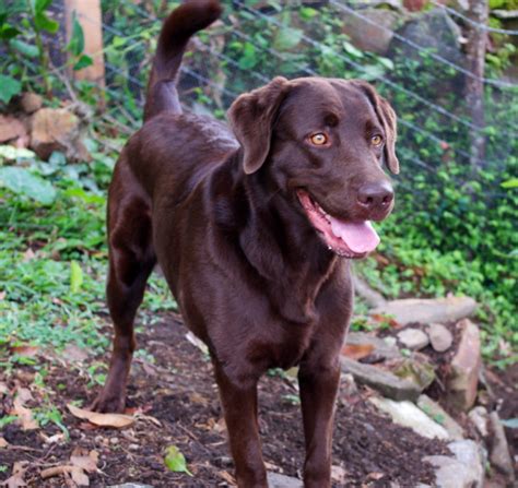 Labrador Retriever: Your Ideal Emotional Support Companion