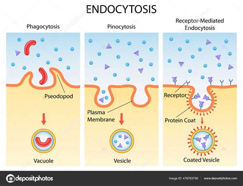 Healthcare and Medical education drawing chart of Endocytosis cellular process for Science ...