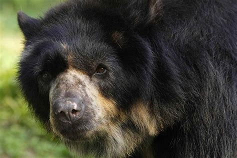 Making Andean Bears a Priority in Peru - Conservation Nation