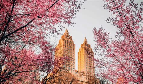 Here Are 10 Beautiful Photos Of Cherry Blossoms Currently Blooming On NYC Streets