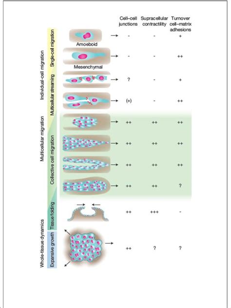 Different types of cell migration depending on differences in cell-cell ...