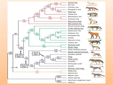 Fennec Fox Diagram - Wiring Diagram Pictures