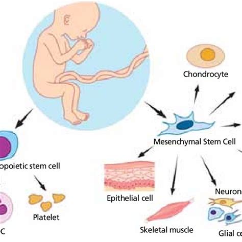 Mesenchymal stem cell (MSC) clinical trials by clinical phase (n ...