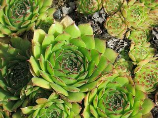 Succulent in Linneanum | Succulent plant sempervivum tectoru… | Flickr