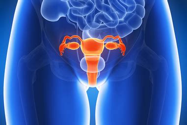 Female reproductive system | healthdirect