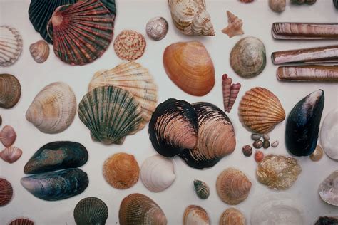 File:Seashells North Wales 1985.jpg - Wikipedia