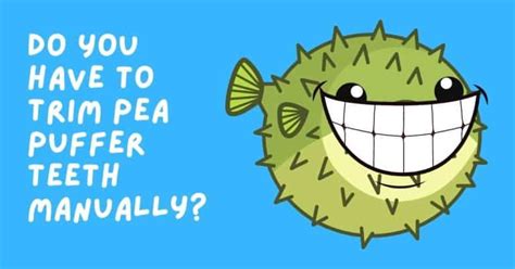 Do You Have to Trim Pea Puffer Teeth Manually?