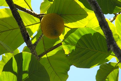 Buy Marang Fruit Trees - Artocarpus odoratissimus