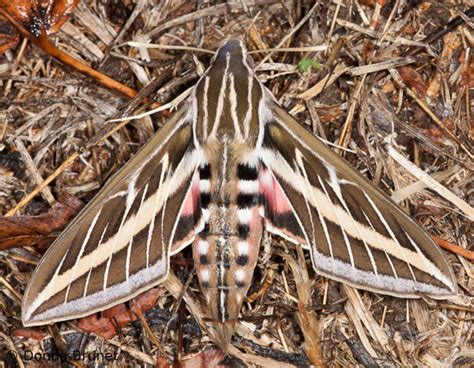 White Lined Sphinx Moth: Identification, Life Cycle, Facts & Pictures