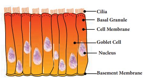 Briefly explain the structure and function of Ciliated Epithelium and Glandular Epithelium.