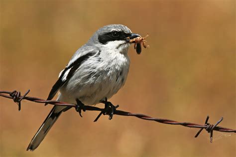 Shrikes: Meet the Bird That Impales Prey on Spikes