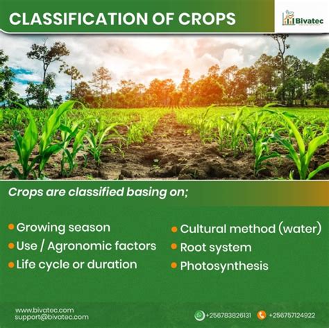 Understanding Crop Plants: Classification by Climate, Growing Season ...