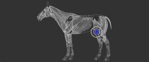 Horse Stifle Problems / Common Injuries And Treatments