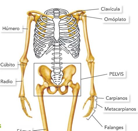 Los Huesos De Las Extremidades | Hot Sex Picture