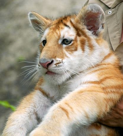 Golden Tiger cub | Golden Tiger | Pinterest | Beautiful, So cute and Chang'e 3