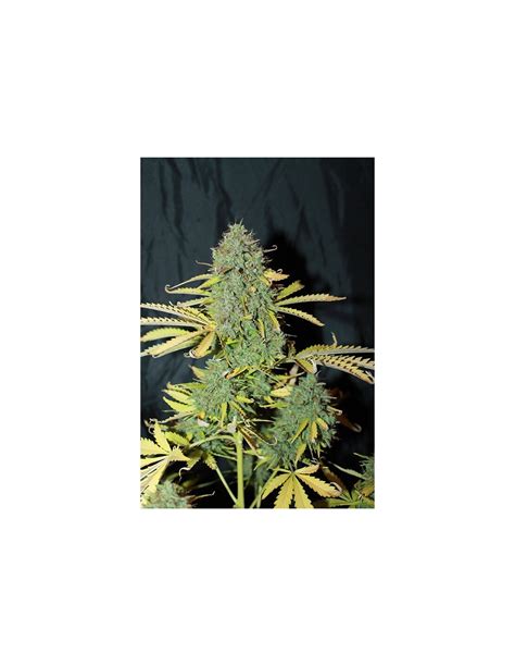 Beginner Collection Auto (Seedsman) Seed Pack | On Sale!