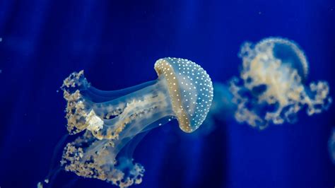 4K Jellyfish Wallpapers High Quality | Download Free