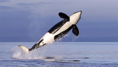 Orca Attacks Bear ~ news word