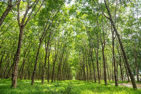 Rubber tree plantation. stock image. Image of agriculture - 83512263