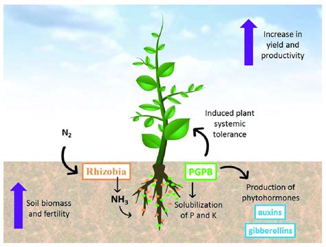 Main benefits of inoculation with rhizobia and plant-growth-promoting... | Download Scientific ...