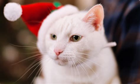 cat, White, Christmas, Holiday Wallpapers HD / Desktop and Mobile ...