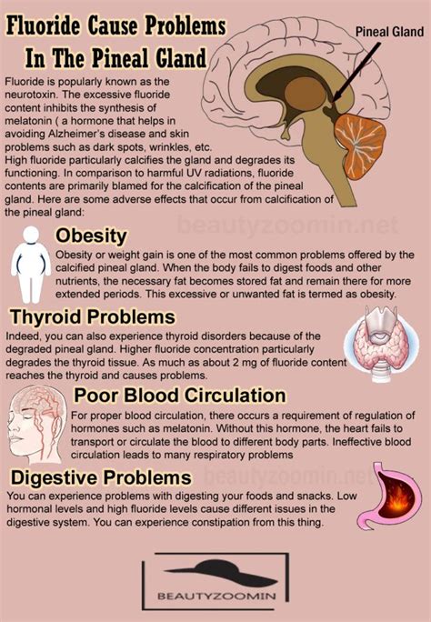 Pineal gland facts – Artofit