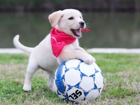 Puppy soccer tryouts : r/aww