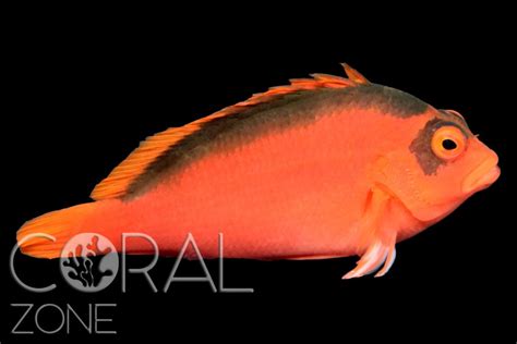 Neocirrhites armatus – Flame hawkfish – CORAL ZONE