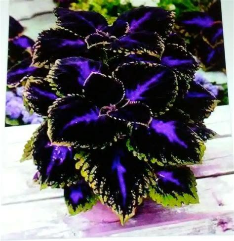 Purple passion | Container gardening flowers, Shade plants, Planting flowers