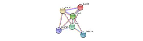 RYR1 Gene - GeneCards | RYR1 Protein | RYR1 Antibody