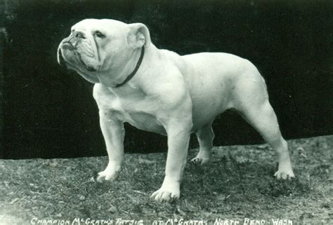 Can A English Bulldog Be Akc Registered Merle