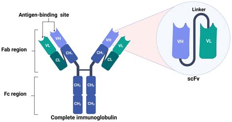 Structure of scFv. scFv structure is composed of the VH and VL chains... | Download Scientific ...