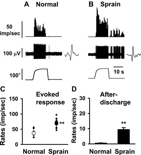 Response characteristics of spinal dorsal horn neurons to... | Download ...