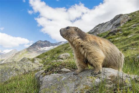 Animals Found in Switzerland - WorldAtlas