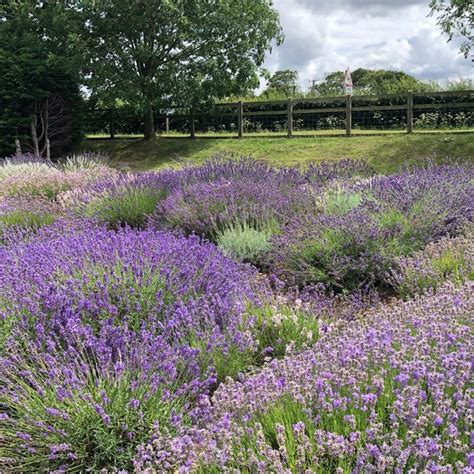 Norfolk Lavender - Garden Center in Heacham