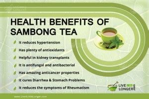 7 Health Benefits of Sambong Tea You Probably Never Knew