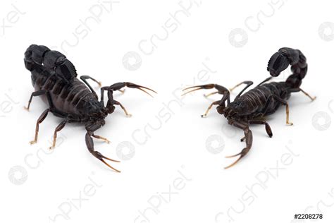 African venom Scorpion Tip view isolated on white background - stock ...