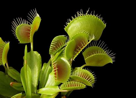 5 Types of Carnivorous Plants and How They Trap | Venus fly trap, Carnivorous plants, Plant care