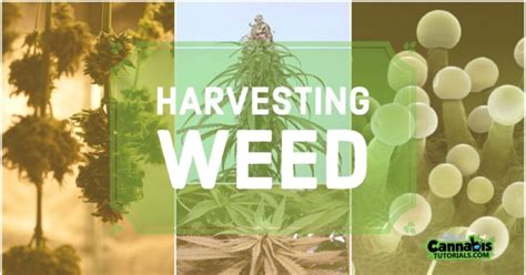 How to Harvest Weed - Cannabis Tutorials