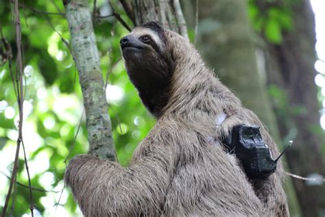 Why Do Sloths Poop on the Ground? | The Sloth Conservation Foundation