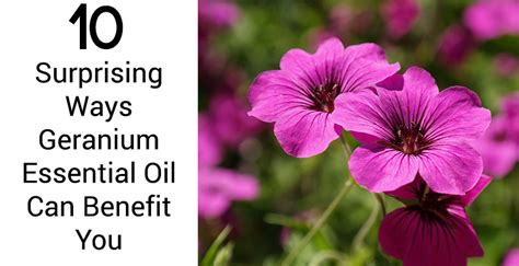 10 Benefits Of Geranium Essential Oil | Africa Imports