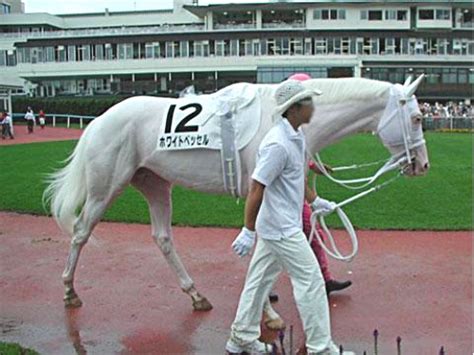 Dominant White and Extreme Sabino in Thoroughbred Race Horses