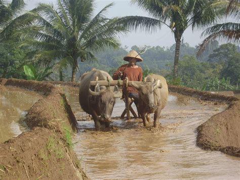 Adventure With Ika: Java and The Water Buffalos