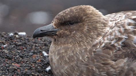 Close Up of a Brown Skua in Antarctica Stock Image - Image of head, bird: 249998457