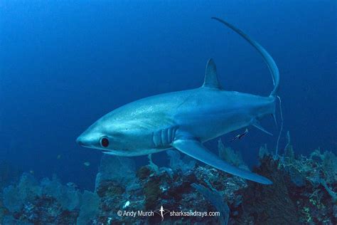 Pelagic Thresher Shark 060 | Sharks and Rays