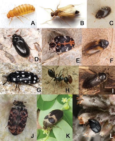 New Analysis Refines Taxonomy of Dermestid Beetles