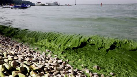 Forecasters: Lake Erie algae bloom shaping up as big, possibly harmful