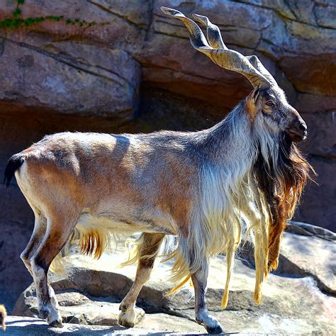 Rasta goat Markhor Photograph by Berkehaus Photography - Fine Art America